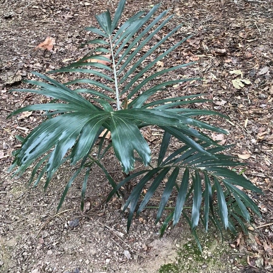 Arenga australská 3
