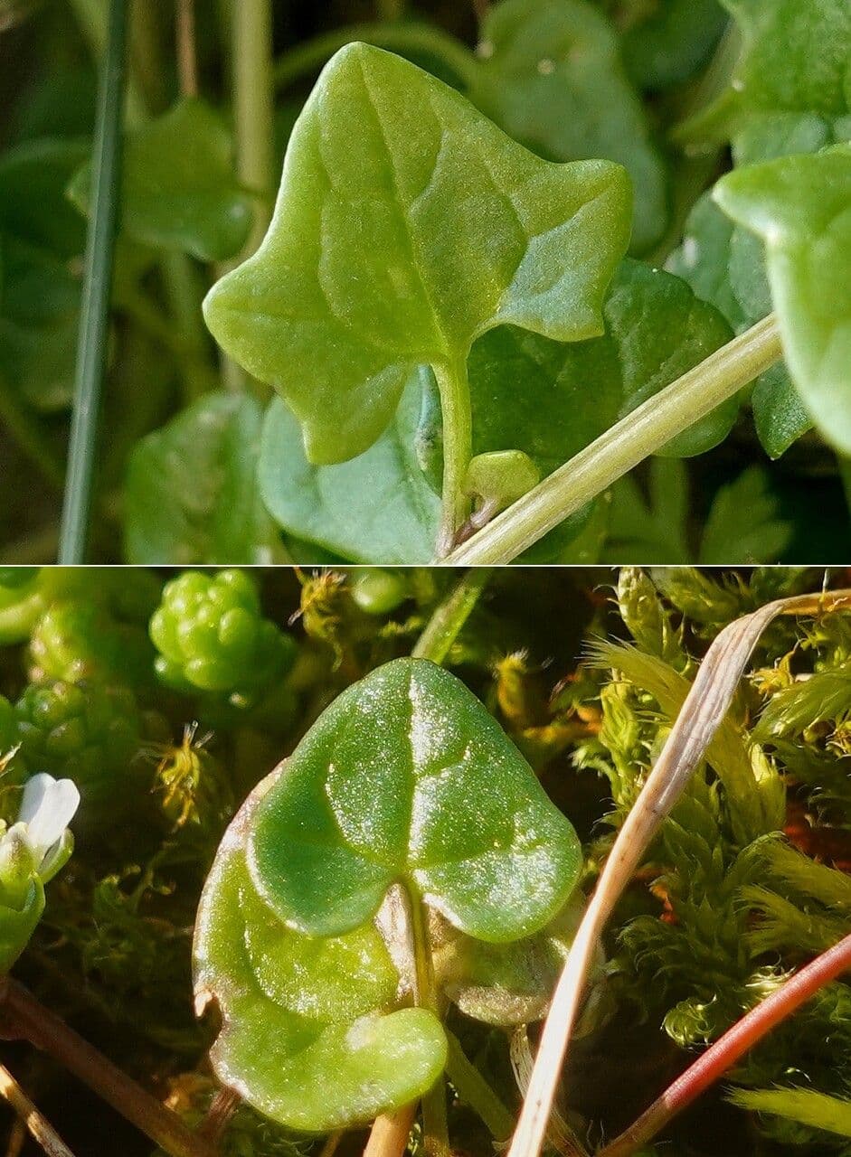 Coclearia danese 19