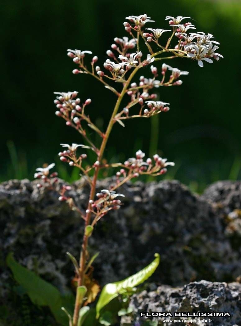 Sassifraga cotiledone 25