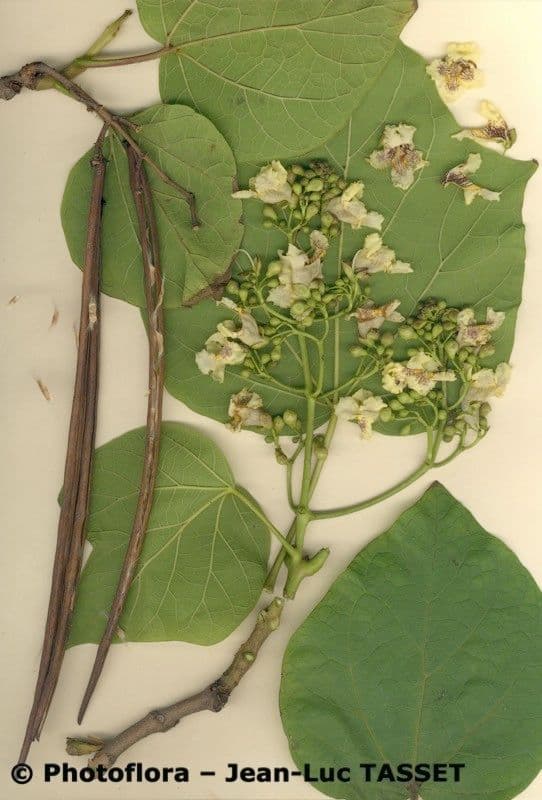 Katalpa vajcovitolistá 28