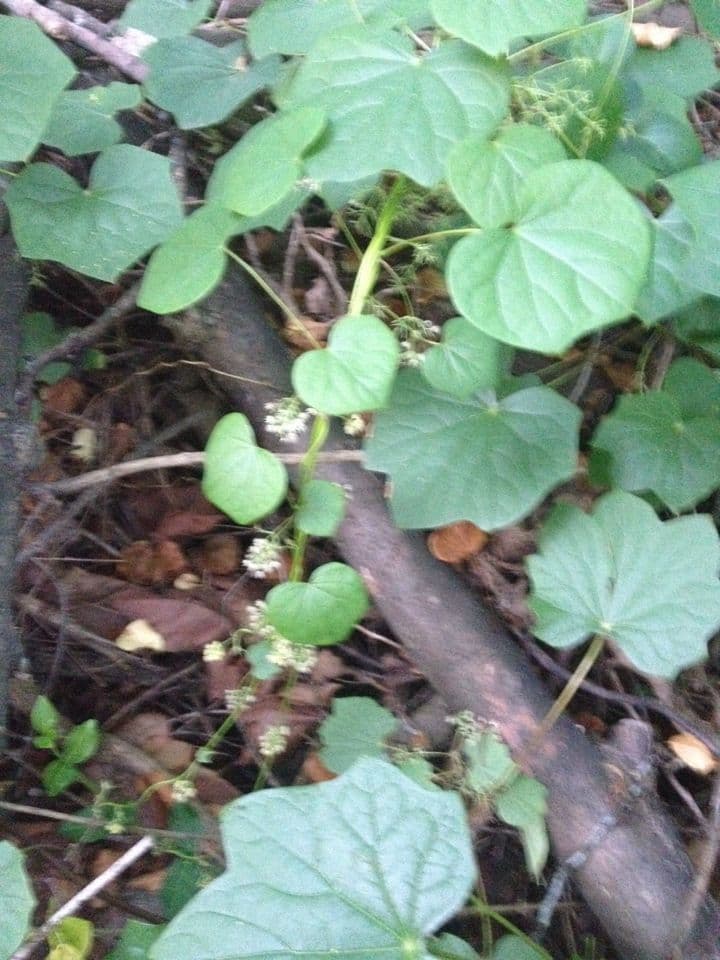 Kanadische Mondsame 8