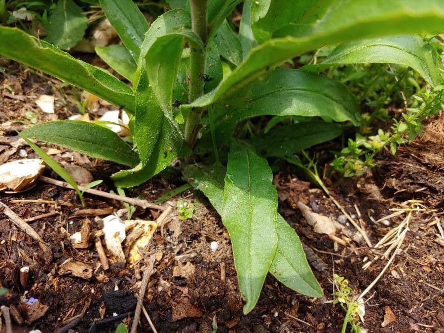 Penstemon pallidus 10