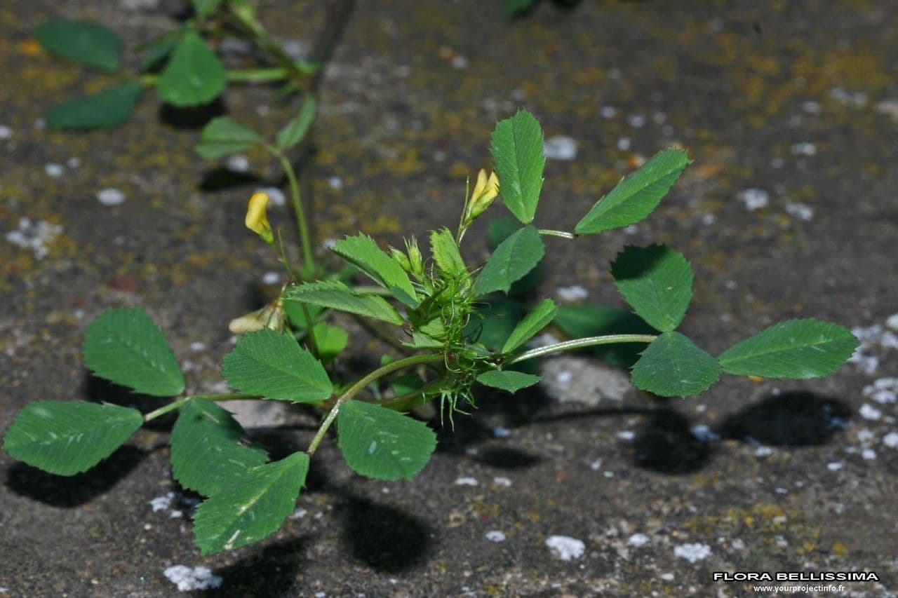 Erba medica orbicolare 11