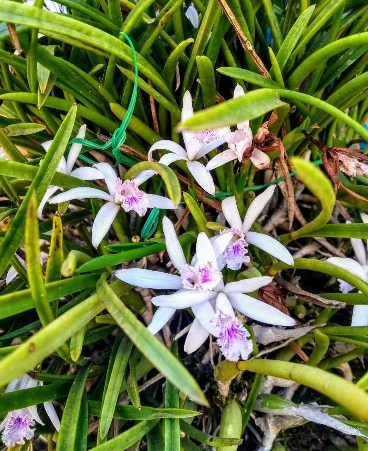 Cattleya