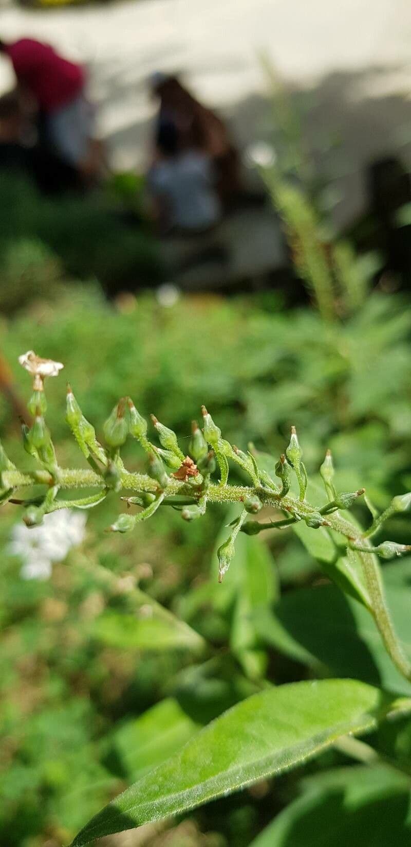 Lysimaque à grappes 2
