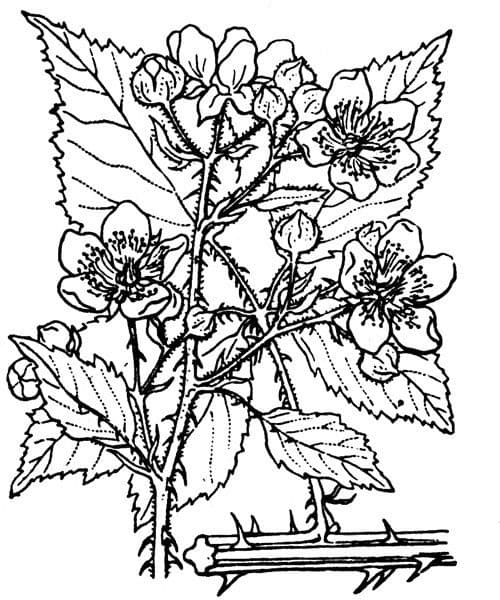 Mûron 14