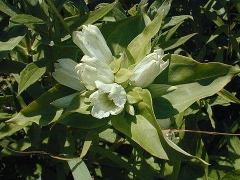 Genziana bianca
