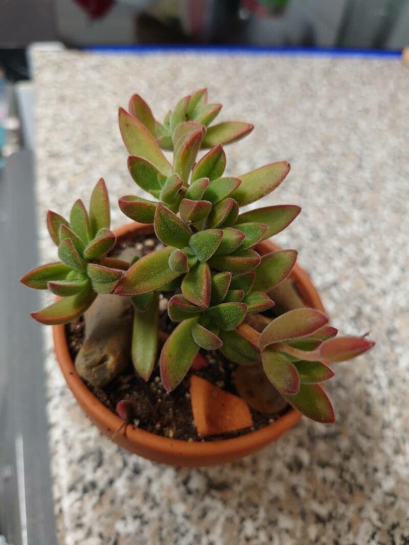 Crassula 6