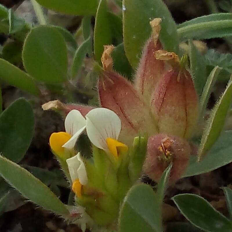 Tripodion tetraphyllum 7