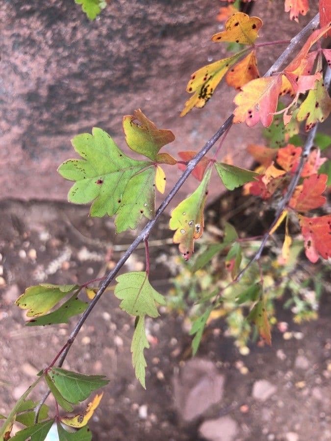 Sumac trilobé 5