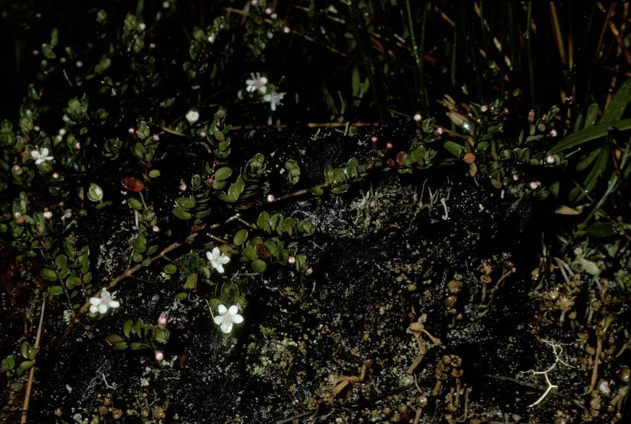 Myrteola nummularia 4