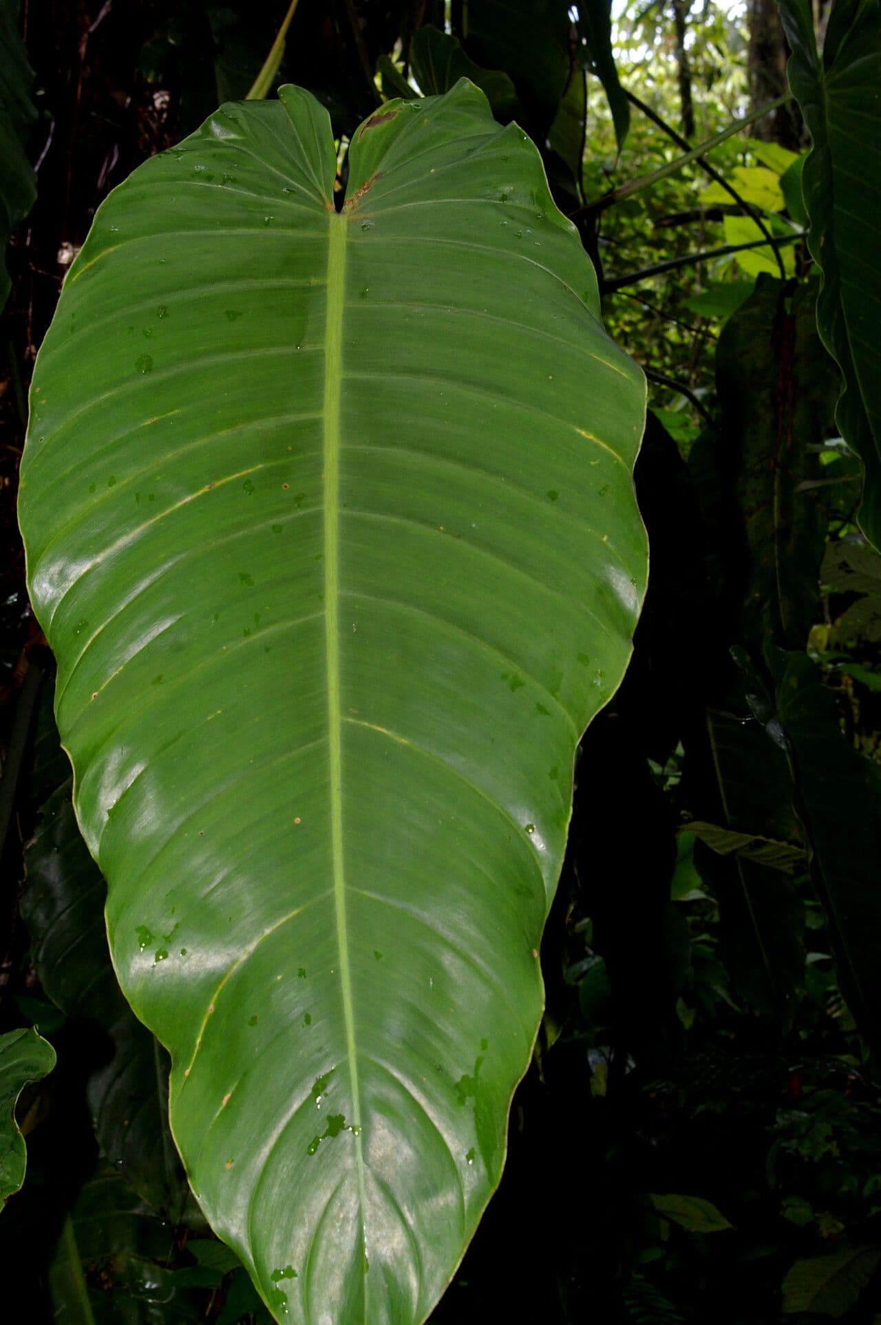 Filodendro 2