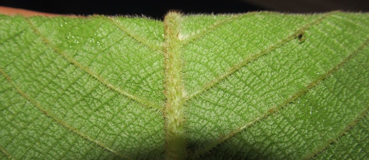 Saurauia 21