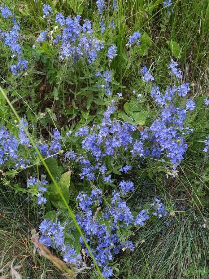 Veronica austriaca 11