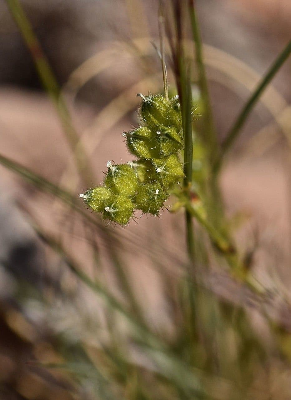 Cryptantha pterocarya 5