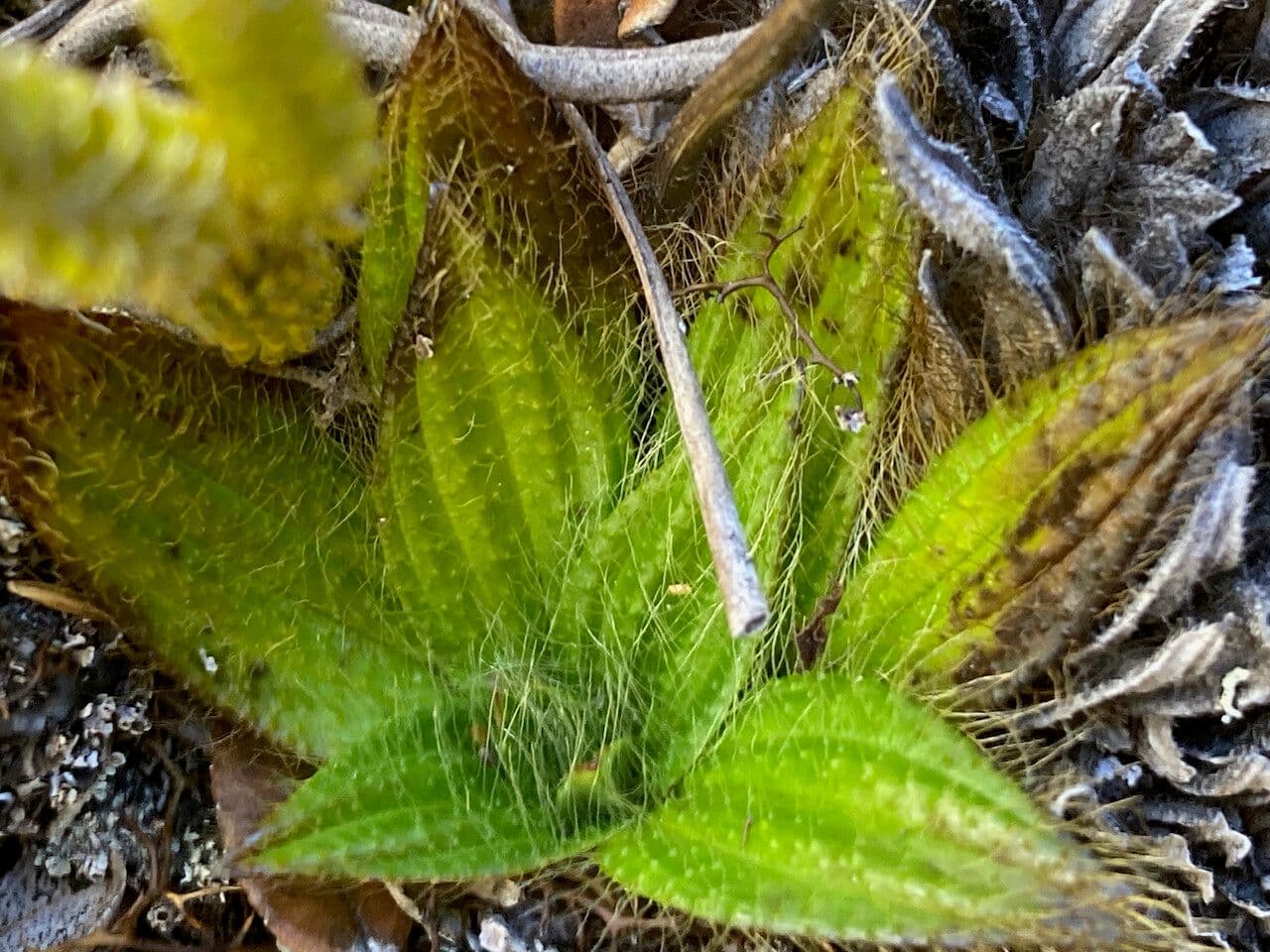 Castratella piloselloides 10
