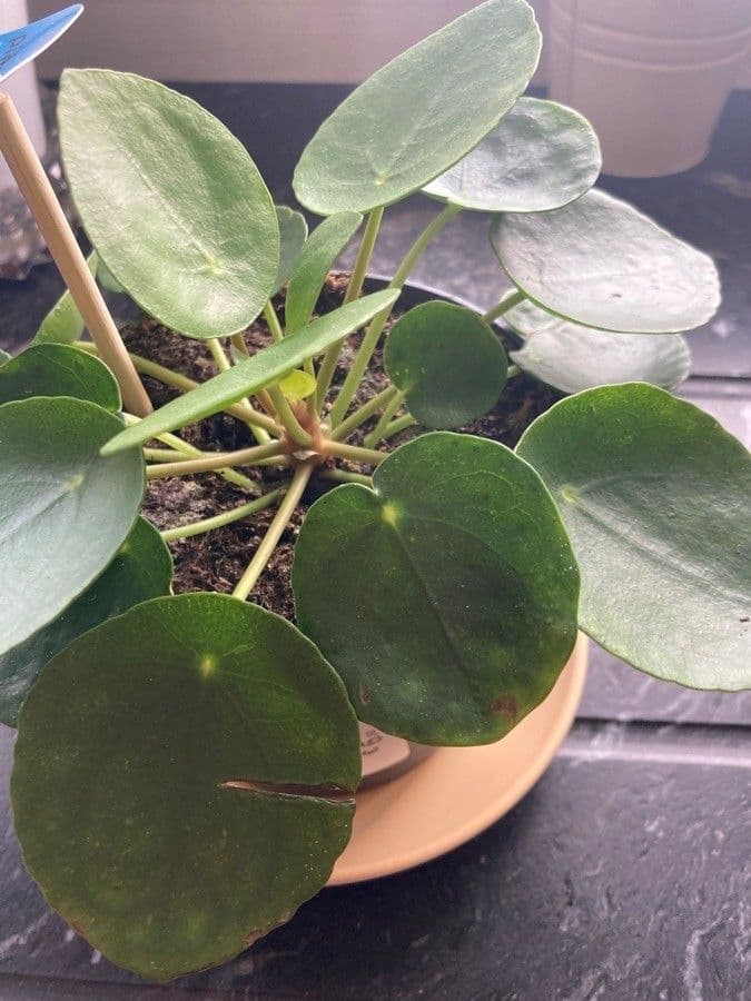 Chinesischer Geldbaum 22