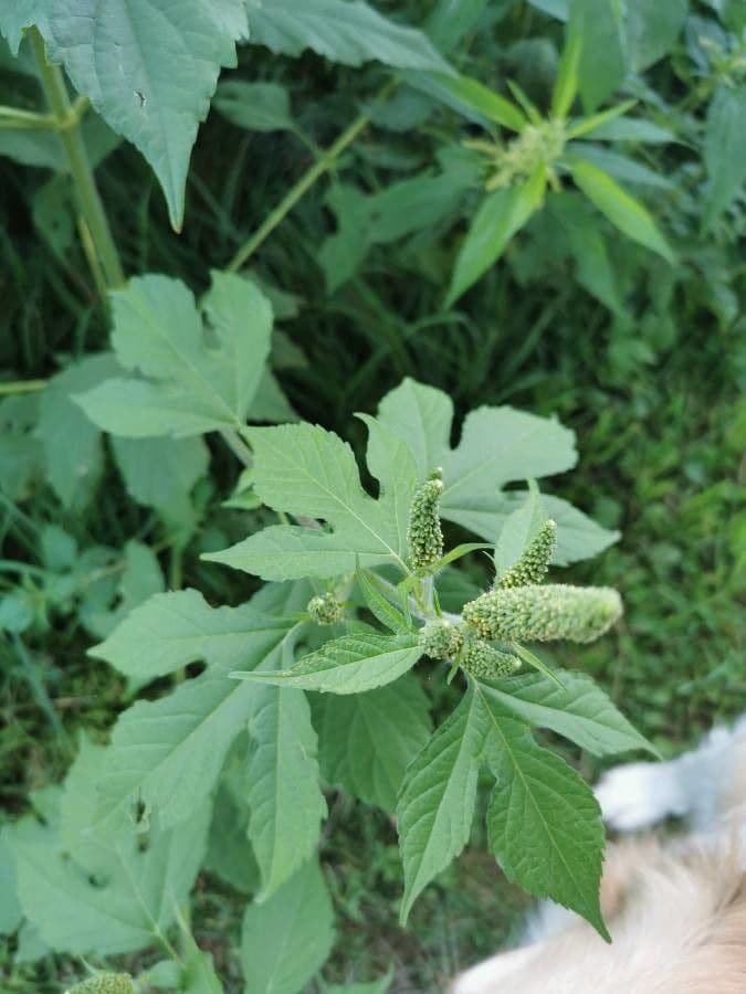 Ambrosia trifida 28