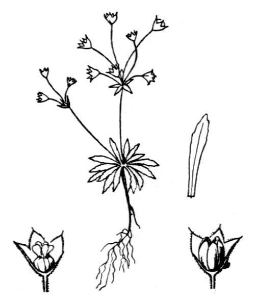 Androsace 16