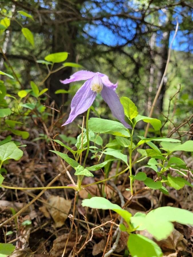 Clematis occidental 5