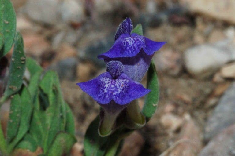 Scutellaria