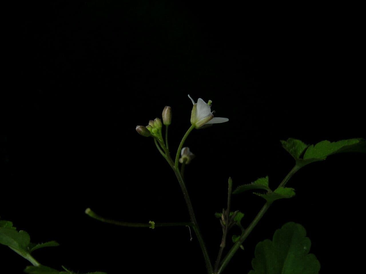 Cardamine 3