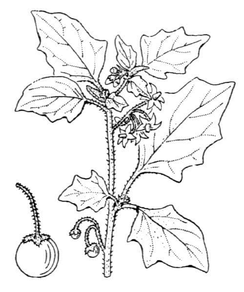 Solanum villosum 26