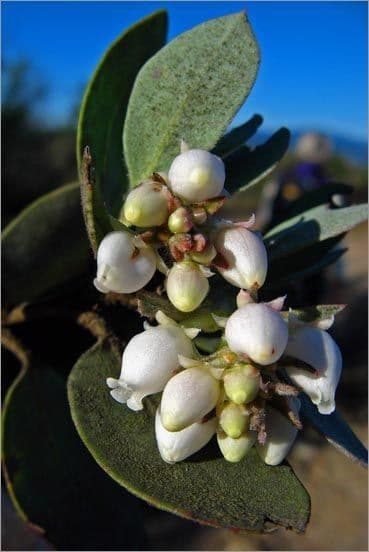 Arctostaphylos 6
