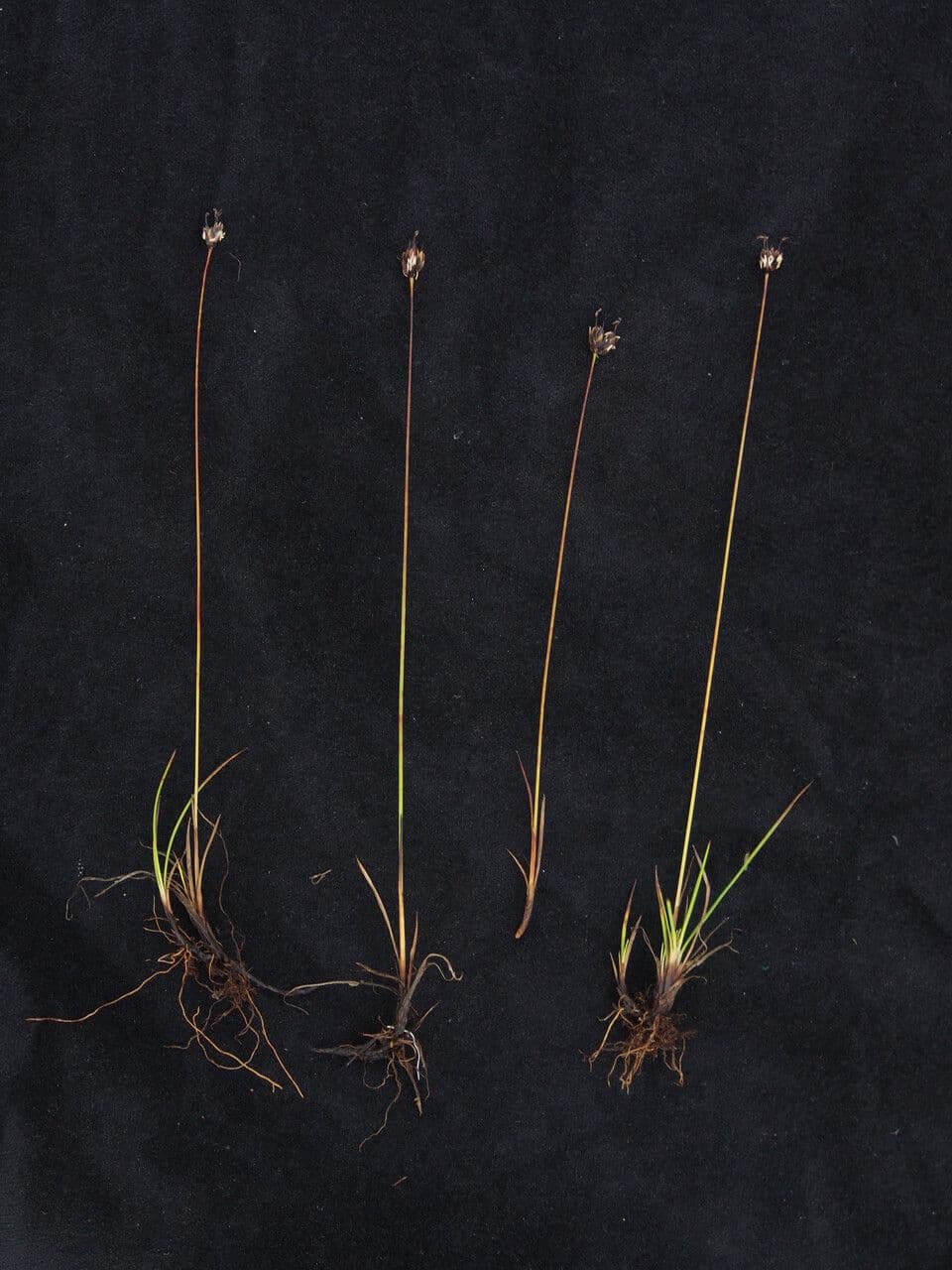 Juncus 5