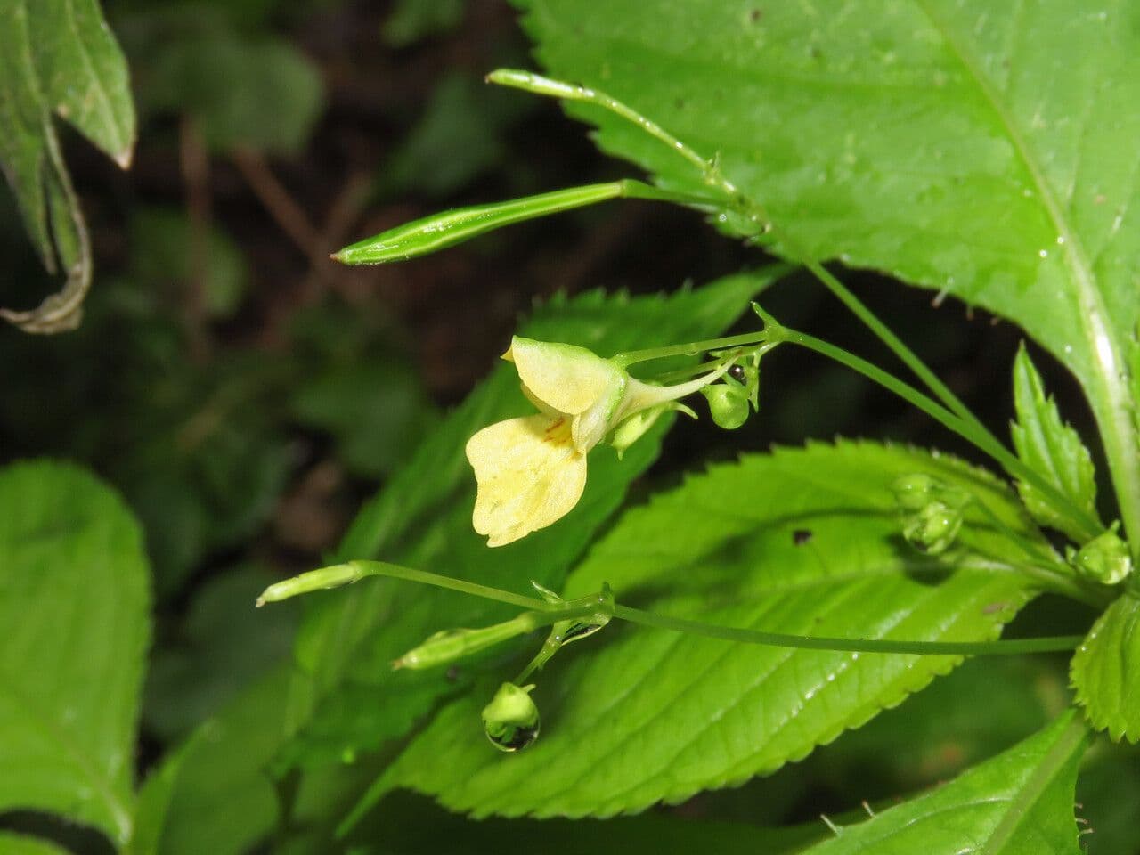 Kleines Springkraut 8
