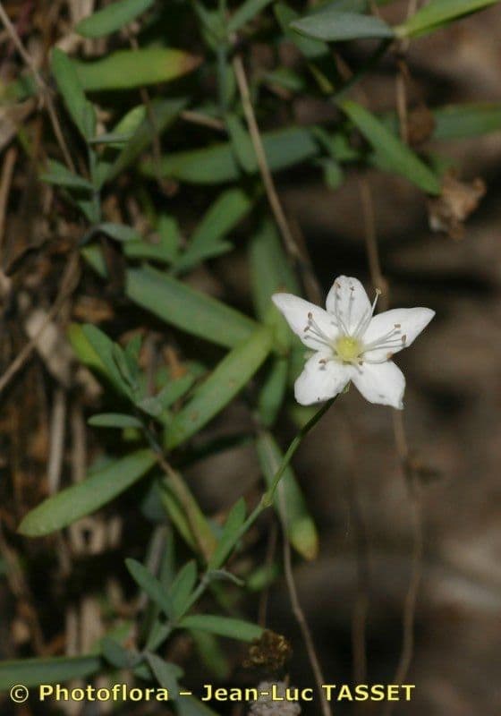 Moehringia 5