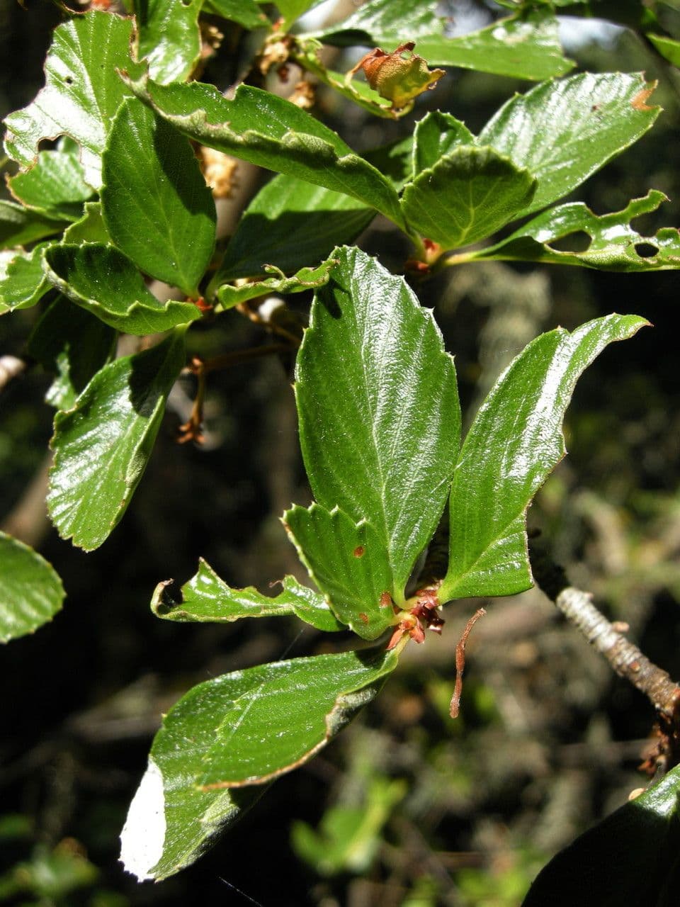 Cercocarpus montanus 17