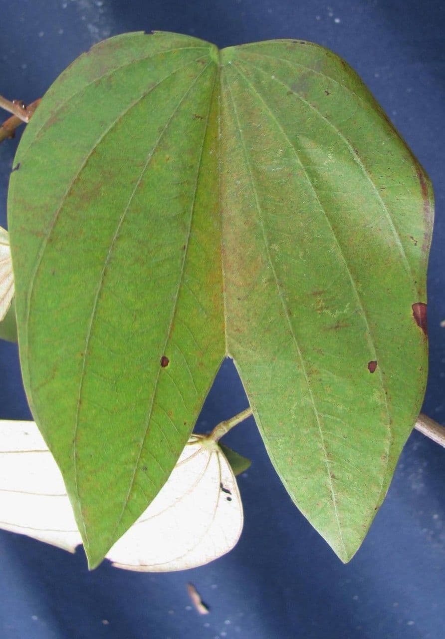 Bauhinia ungulata 14