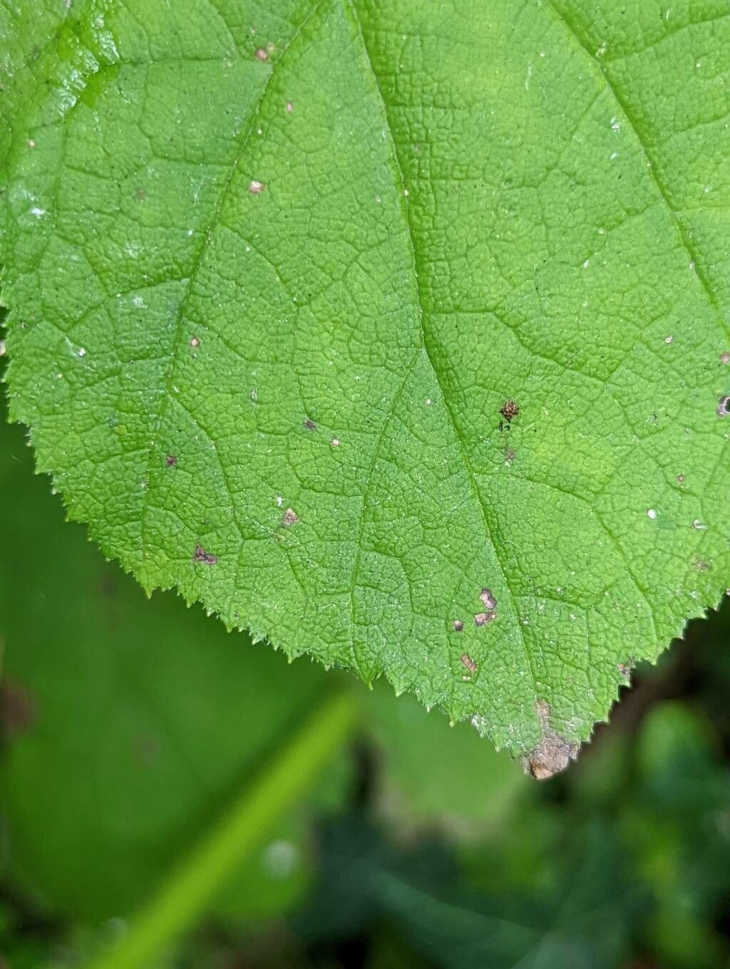 Astilboides 11