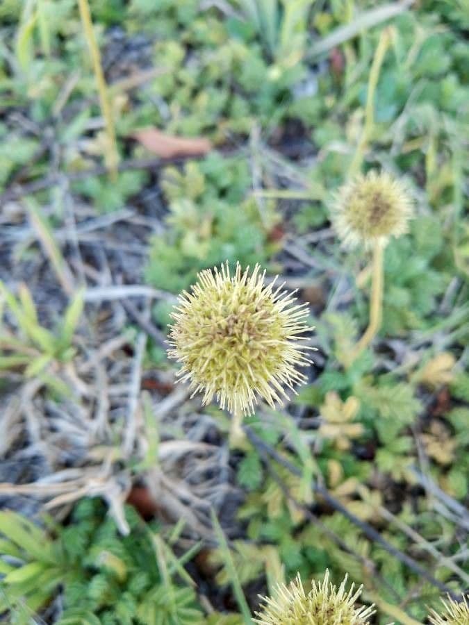 Acaena 9