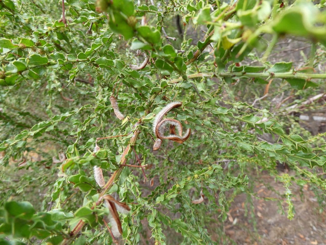 Acacia paradoxa 3