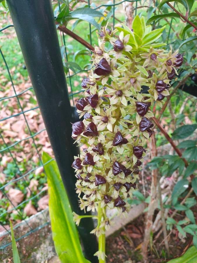 Eucomis