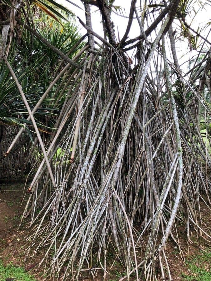 Pandanus tectorius 29