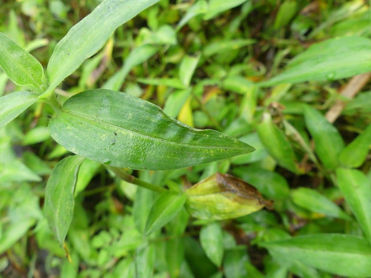 Commelina 11