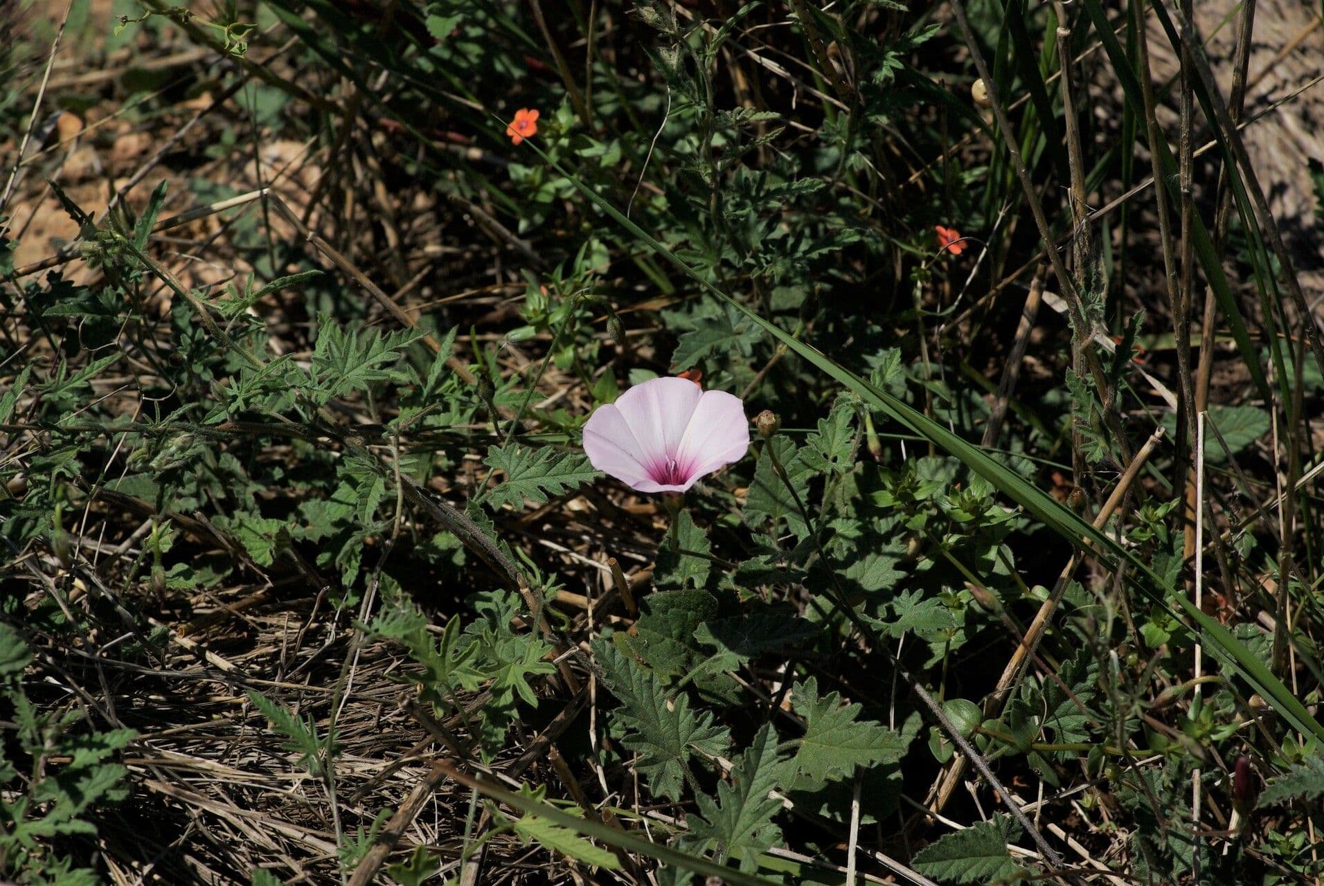 Vilucchio turco 15