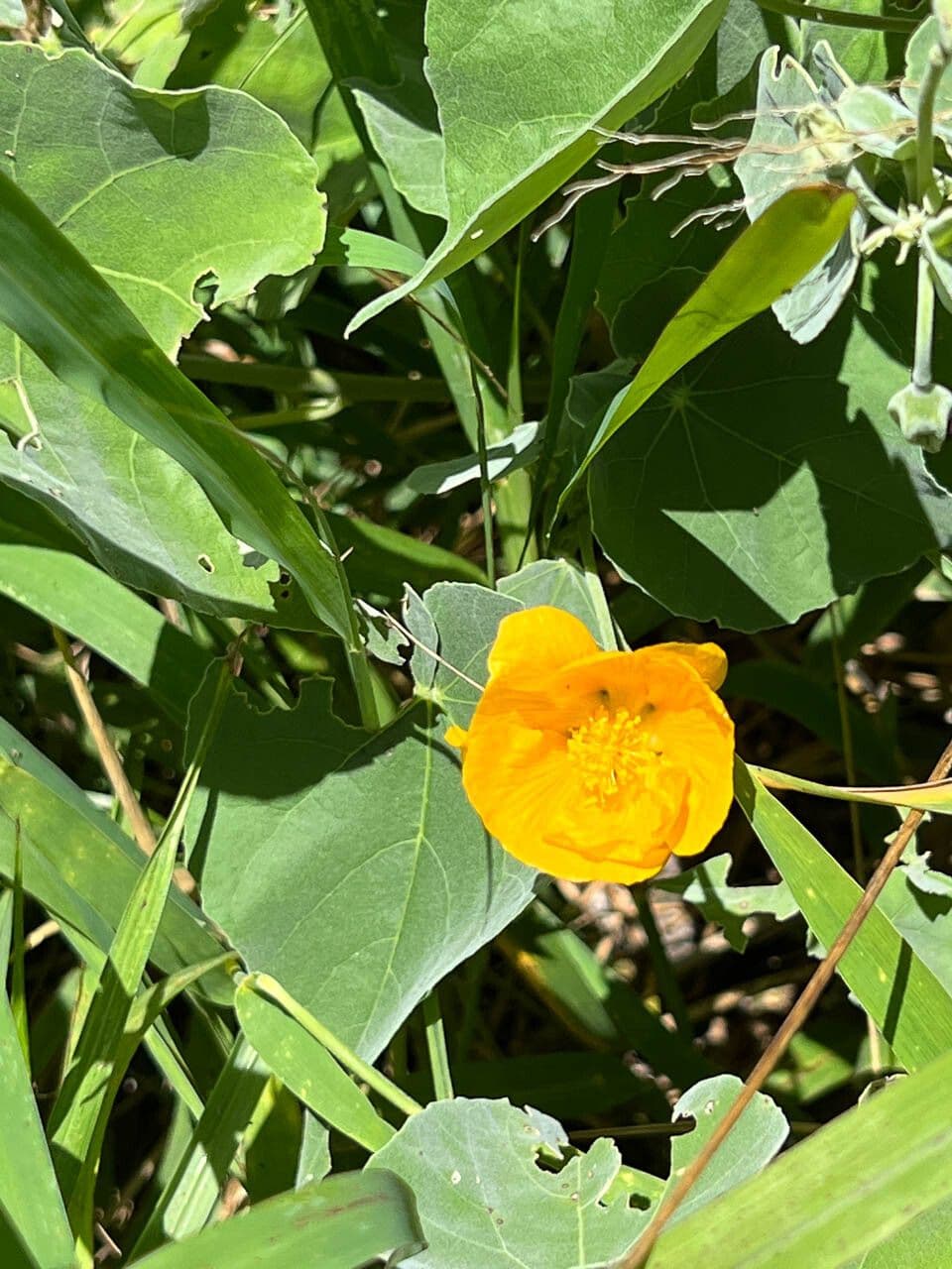 Abutilon 3