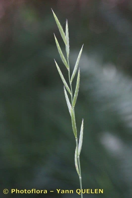 Brachypode penné 27