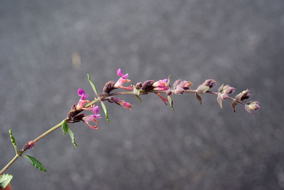 Teucrium 3