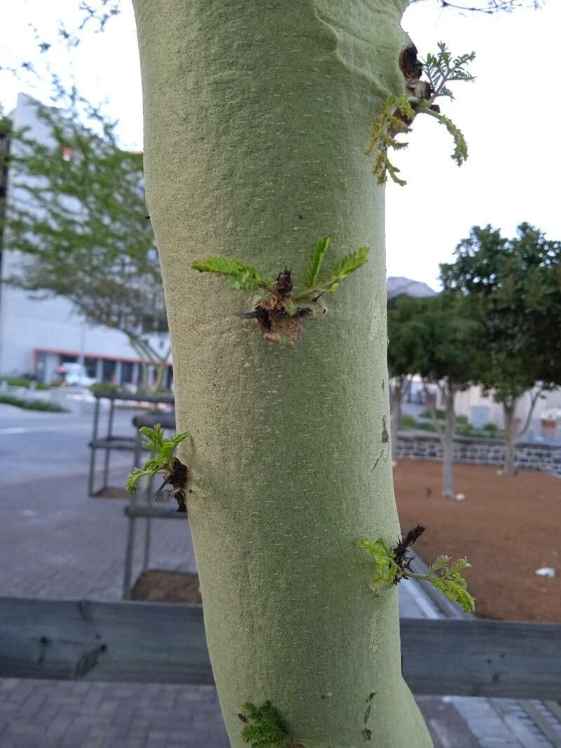 Acacia febrífuga 13