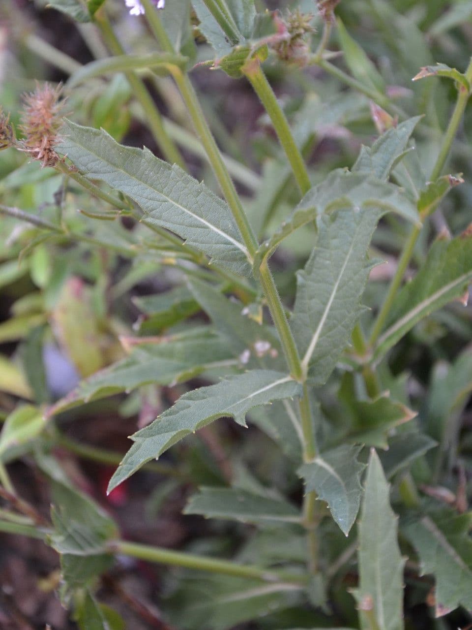 Verbena 25