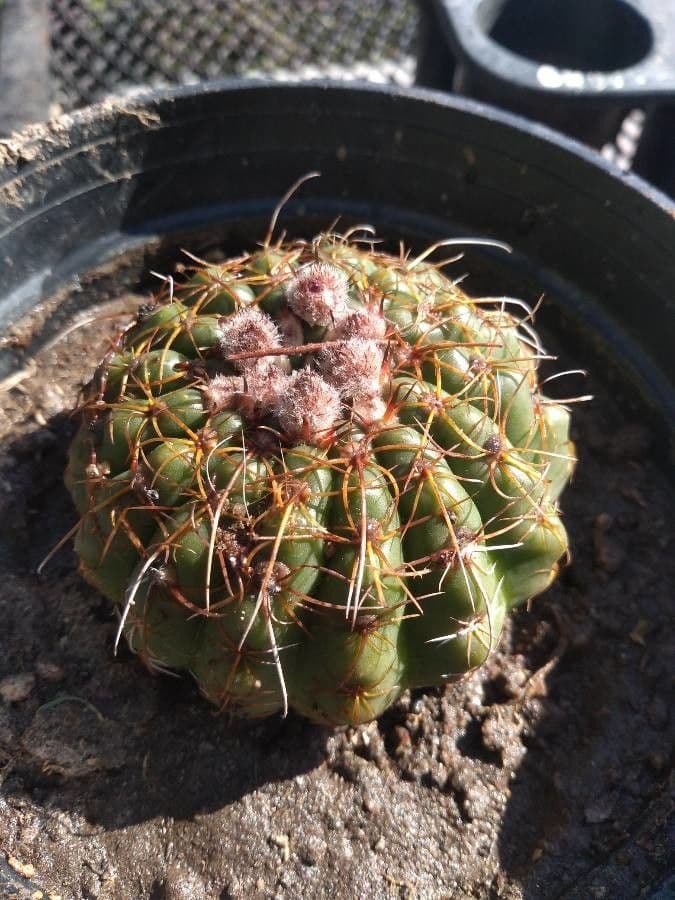 Melocactus 15