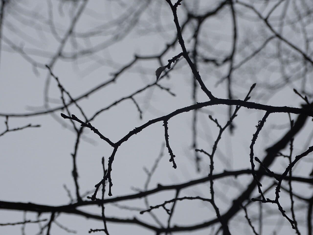 Olmo 3