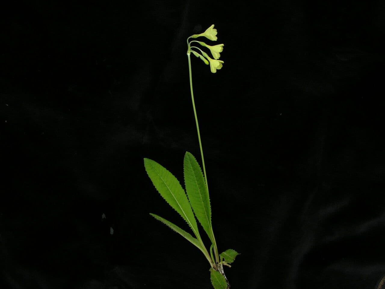Primula del Sikkim 7