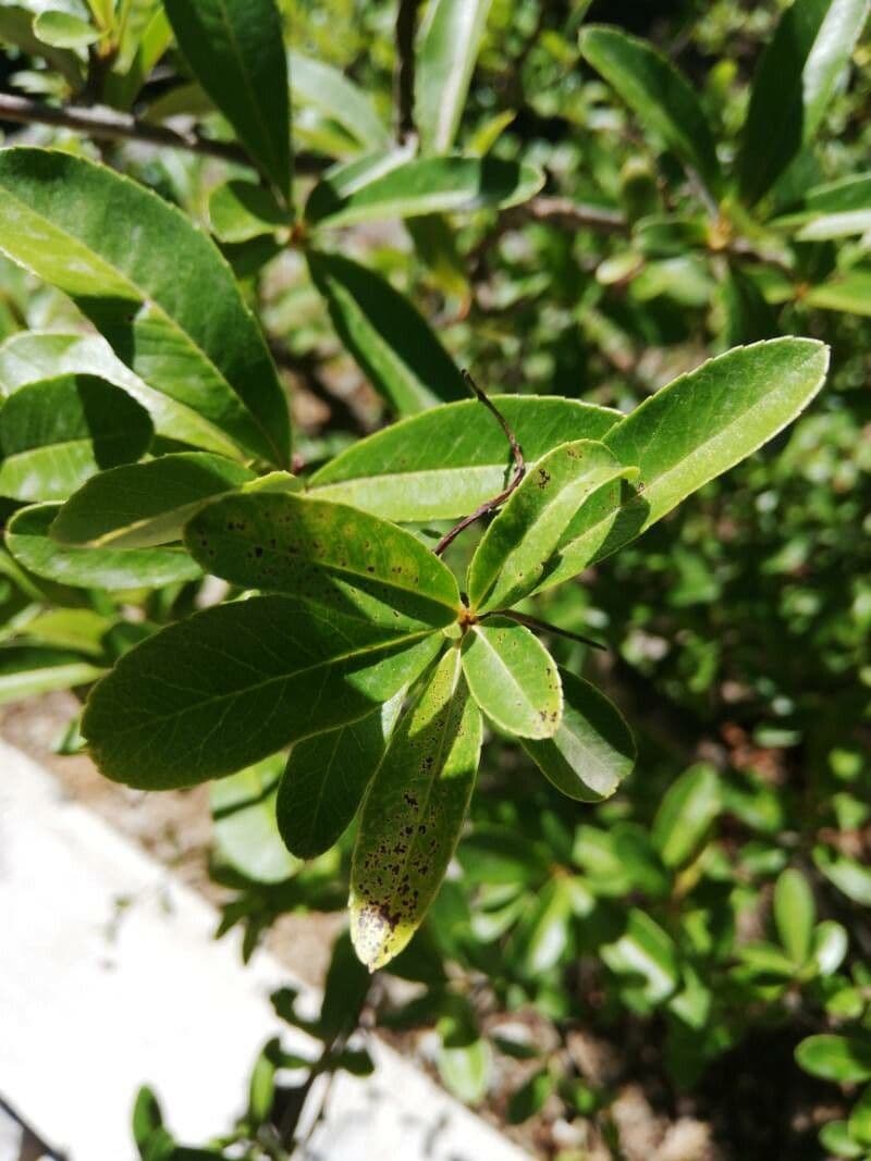 Pyracantha de Koidzumi 17