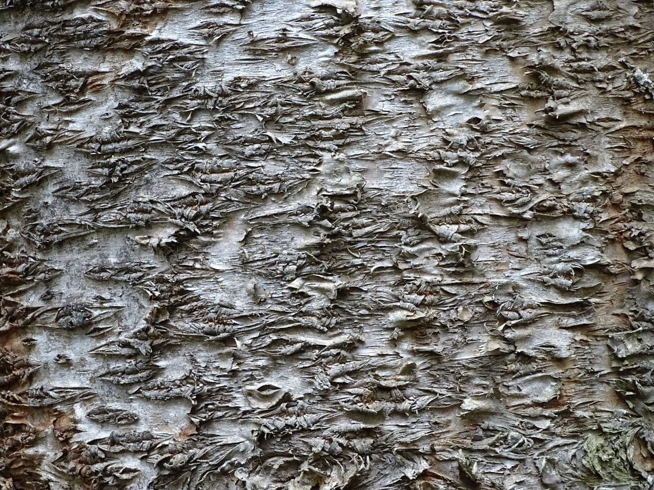 Blahočet Bidwillův 19